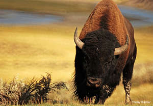 Bison, Photo by Tracey Butcher