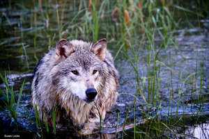 Gray Wolf, Photo by Susan Locke