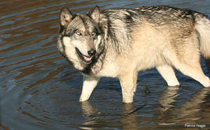Gray Wolf, Photo by Patricia Yeager