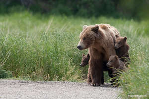 Grizzly Bear and Cubs, Photo by Richard Rigterink