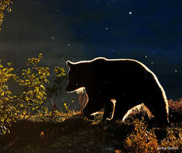 Grizzly Bear, Photo by Jenny Grimm