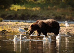 Grizzly Bear, Photo By Carl Thompson