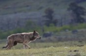 Adopt A Wildlife Acre