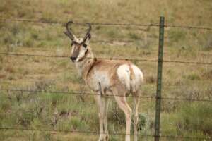 Pronghorn stopped by a fence in southwest MT