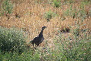 Much of the CMR Refuge is critical for sage grouse
