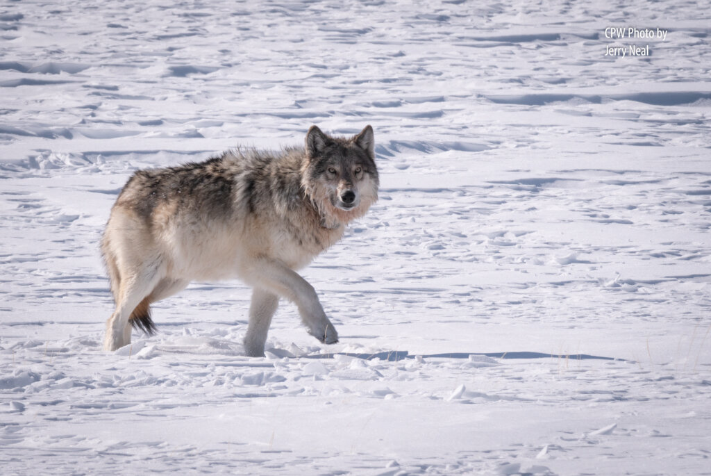 Colorado Wolf. Photo Credit: CPW