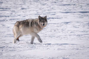 Colorado Wolf. Photo Credit: CPW