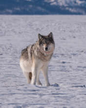 Colorado Wolf