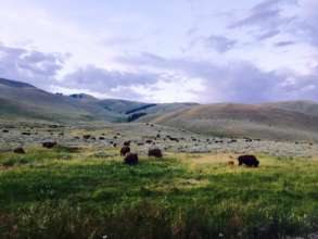 Bison in the Lamar Valley
