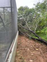 Fallen tree damaging enclosure