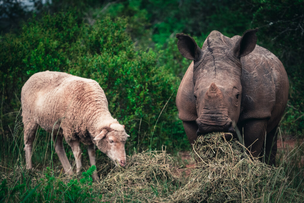 Shamwari Wildlife Rehabilitation