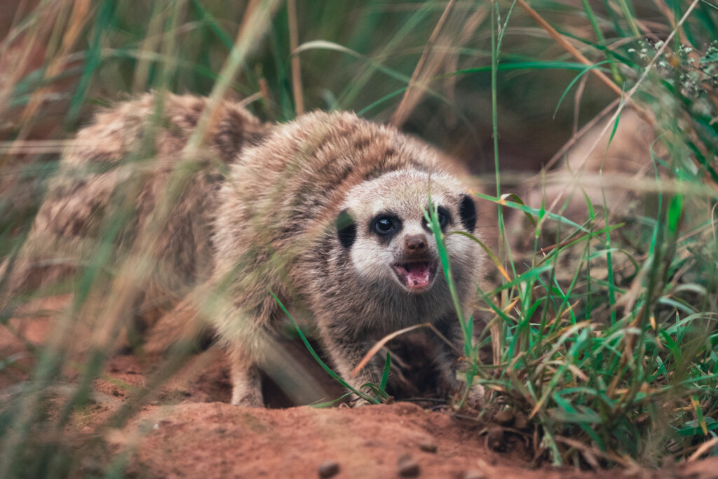 Shamwari Wildlife Rehabilitation