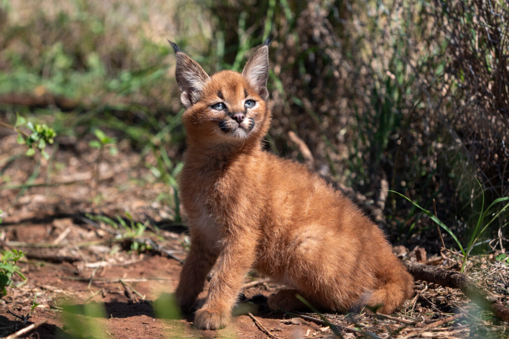 Shamwari Wildlife Rehabilitation