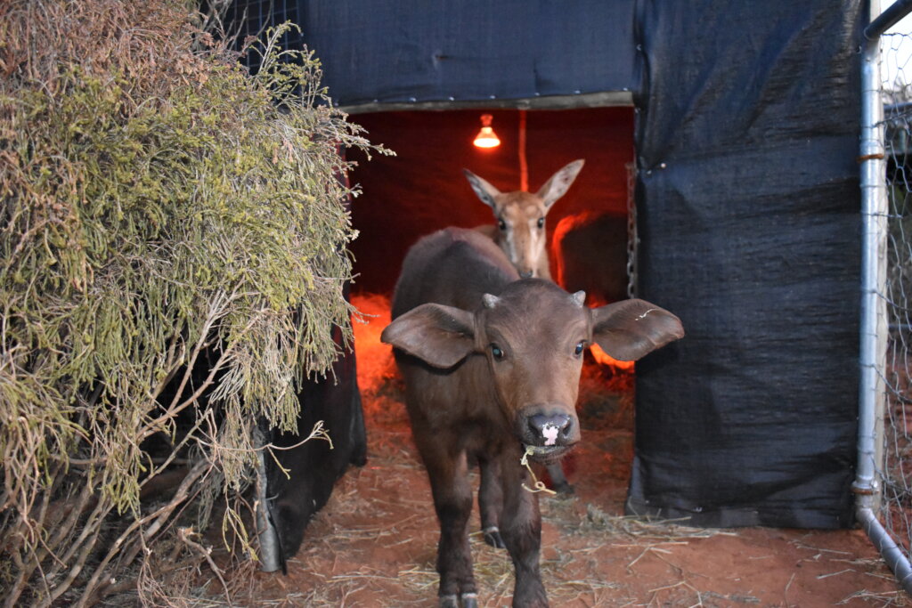 Shamwari Wildlife Rehabilitation