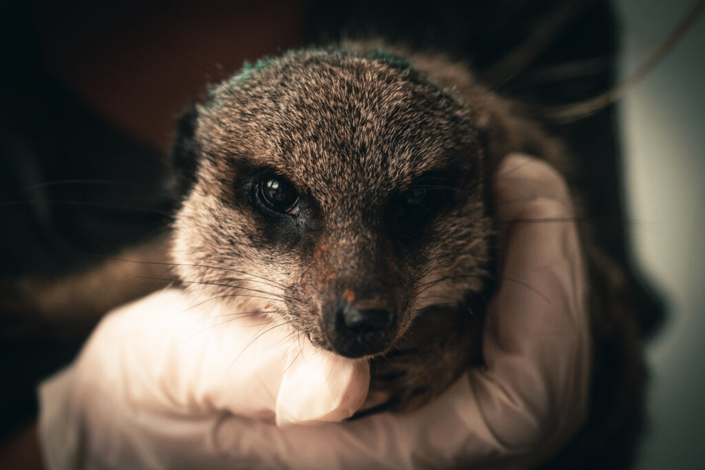 Shamwari Wildlife Rehabilitation