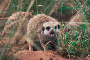 Meerkat 1