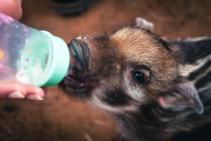 Bushpig