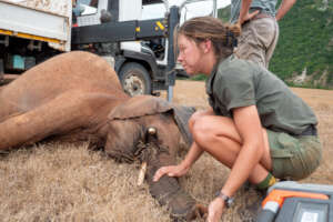 Elephant Rehabilitation