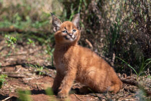 Caracal