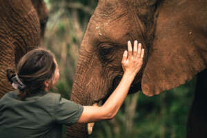 Shamwari Wildlife Rehabilitation