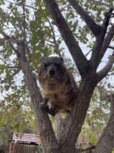 Caline climbing the tree
