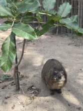 Caline by our recently planted Sausage Tree :)