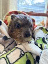 Caline wrapped in a blanket a cold day