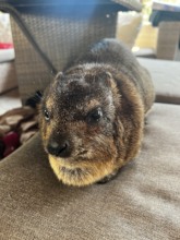 Caline resting