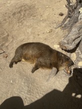 Caline taking a nap in the sun