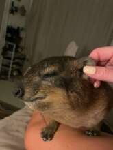 Eric enjoying ear massage, he loves it!