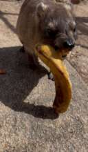 Eric loves banana ...