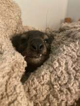 Eric's tusks has really started to grow!