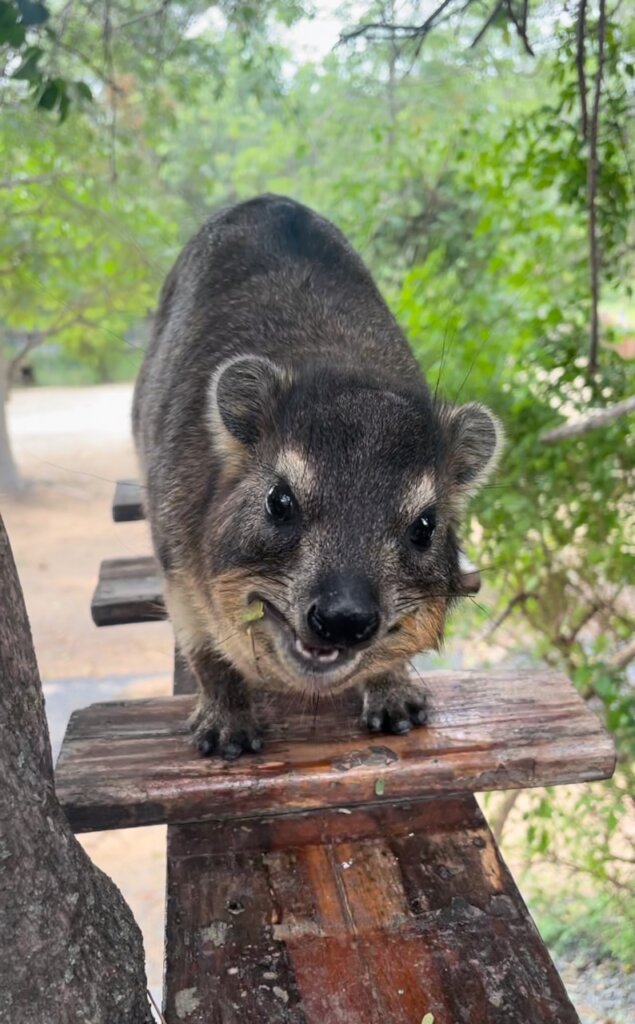 Giving Hyraxes Love, Care and Protection