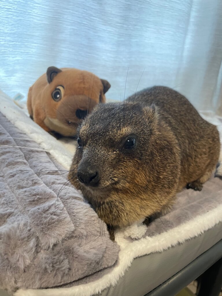 Giving Hyraxes Love, Care and Protection