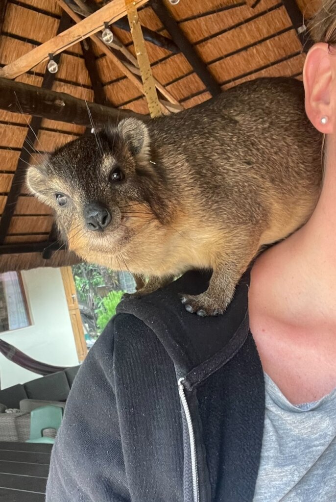 Giving Hyraxes Love, Care and Protection