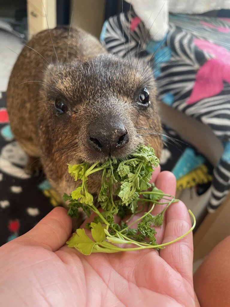Giving Hyraxes Love, Care and Protection