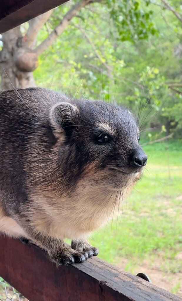 Giving Hyraxes Love, Care and Protection