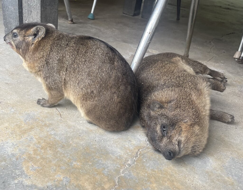 Giving Hyraxes Love, Care and Protection