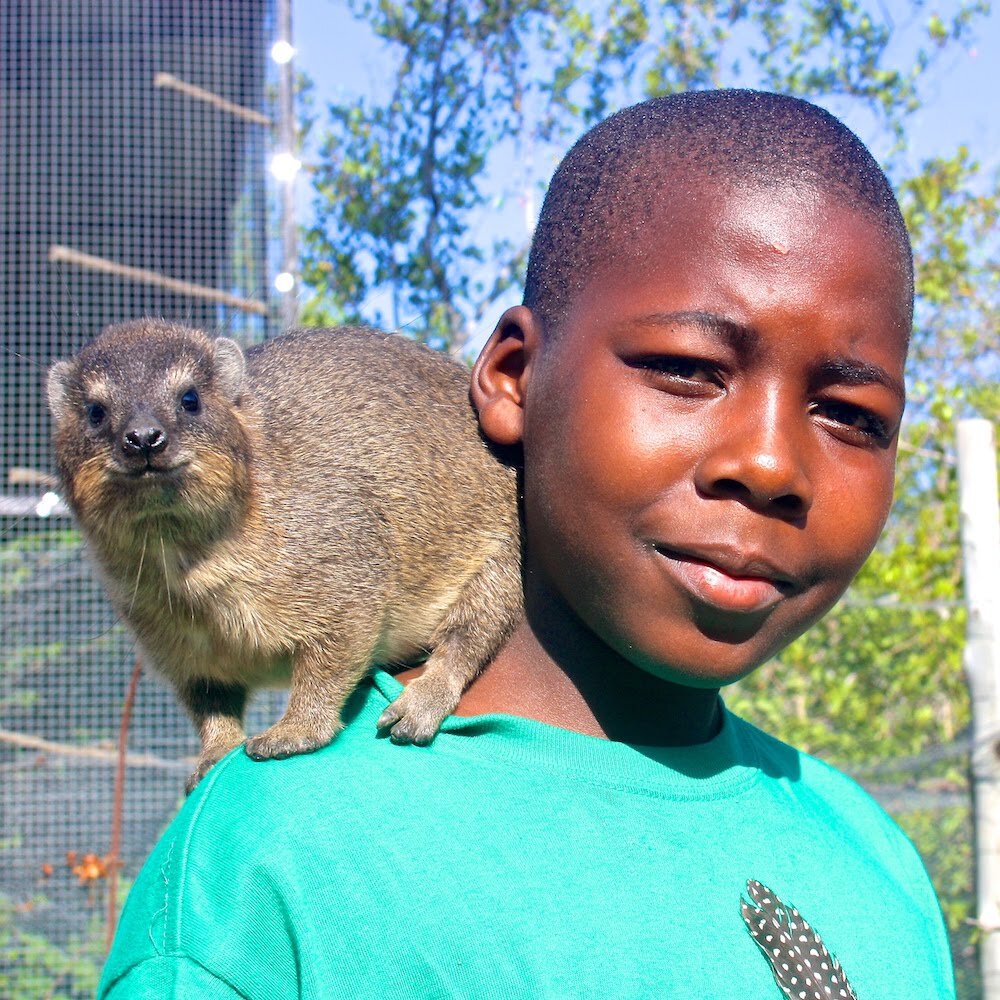 Giving Hyraxes Love, Care and Protection