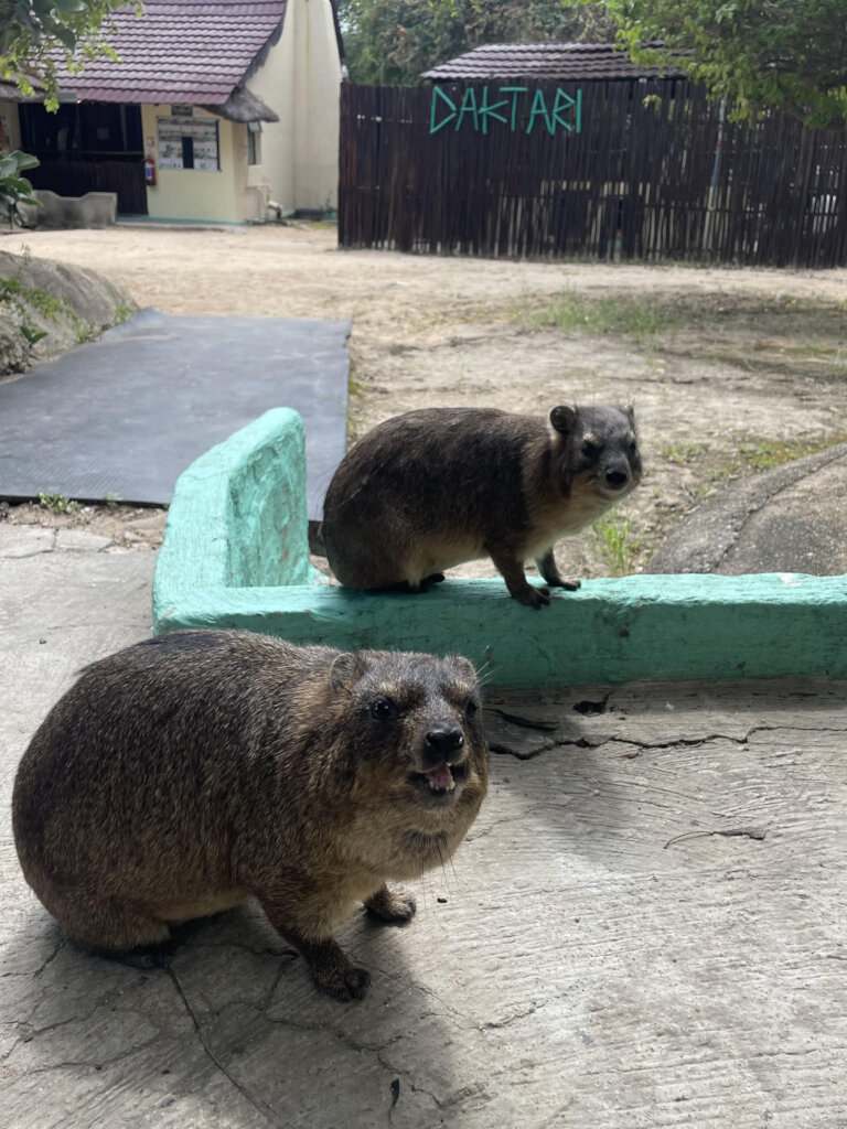 Giving Hyraxes Love, Care and Protection