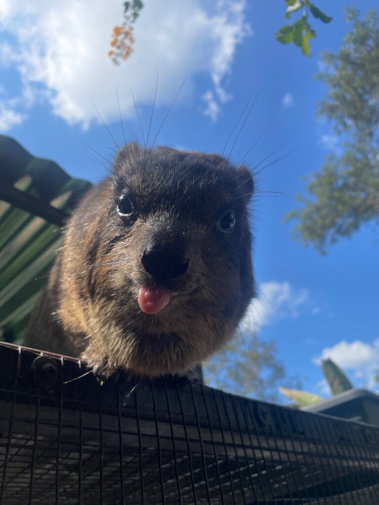 Giving Hyraxes Love, Care and Protection