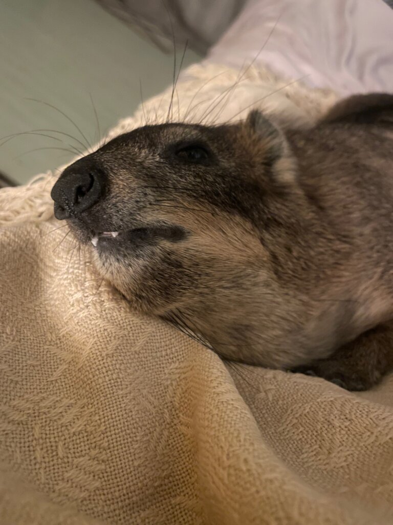 Giving Hyraxes Love, Care and Protection
