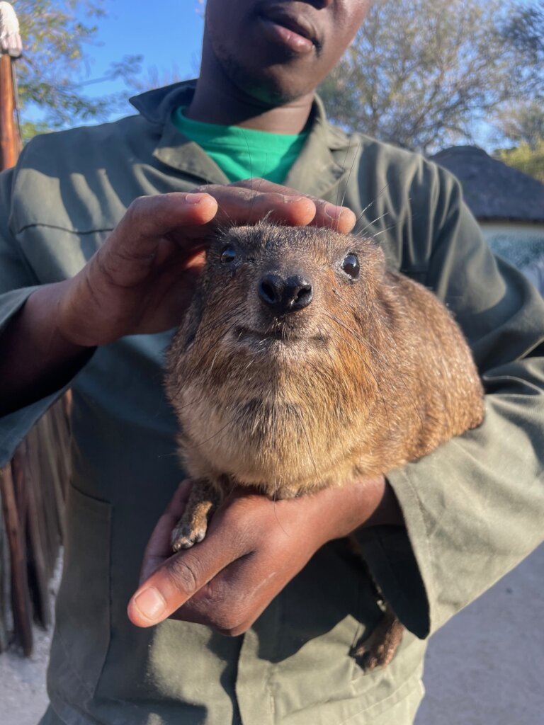 Giving Hyraxes Love, Care and Protection