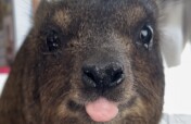 Giving Hyraxes Love, Care and Protection