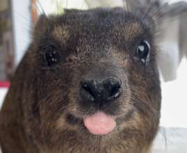 Giving Hyraxes Love, Care and Protection