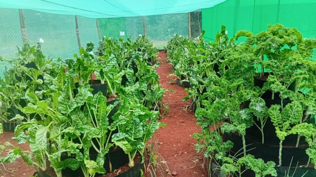 AgriHope Initiative for Resilience and livelihood