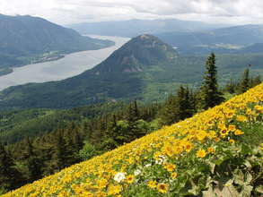 Spring Wildflowers on Dog Mountain