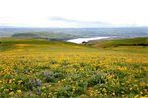 Spring Wildflowers in the Gorge