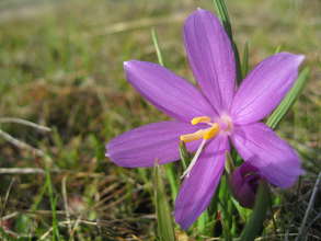 Grass widow at Balfour-Klickitat Park