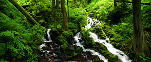 Wahkeena and Fairy Creeks, Columbia Gorge, Oregon